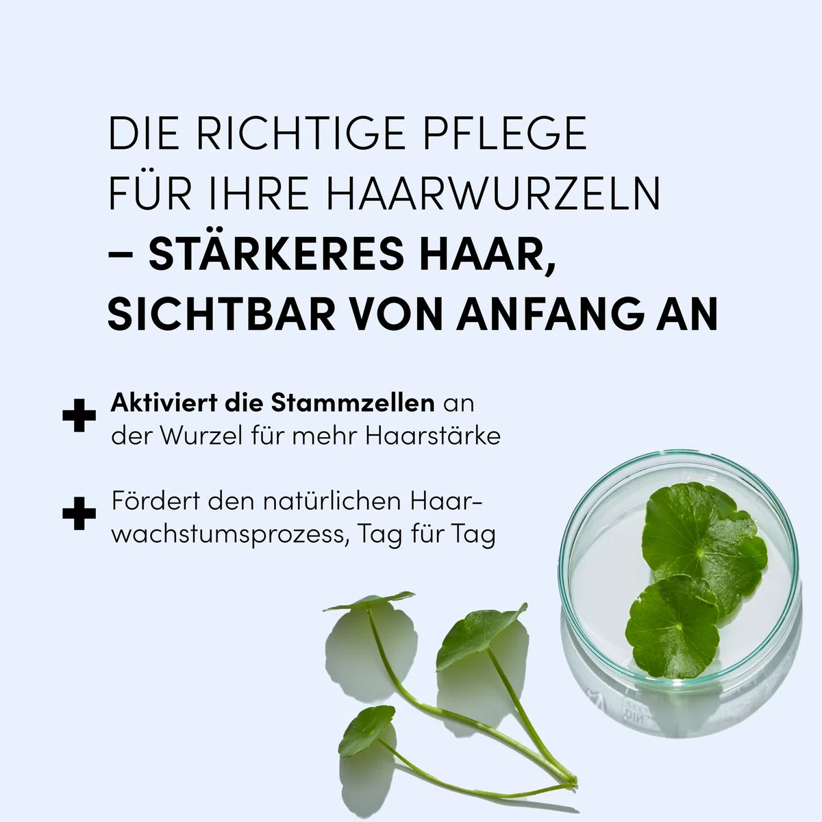 Dr. Balwi Anti-Haarausfall Serum mit Procapil & AnaGain, stärkt Haarwurzeln, fördert Haarwachstum, mit Biotin & Stammzellen, ohne Silikone & Parabene, 5x6ml Flacon
