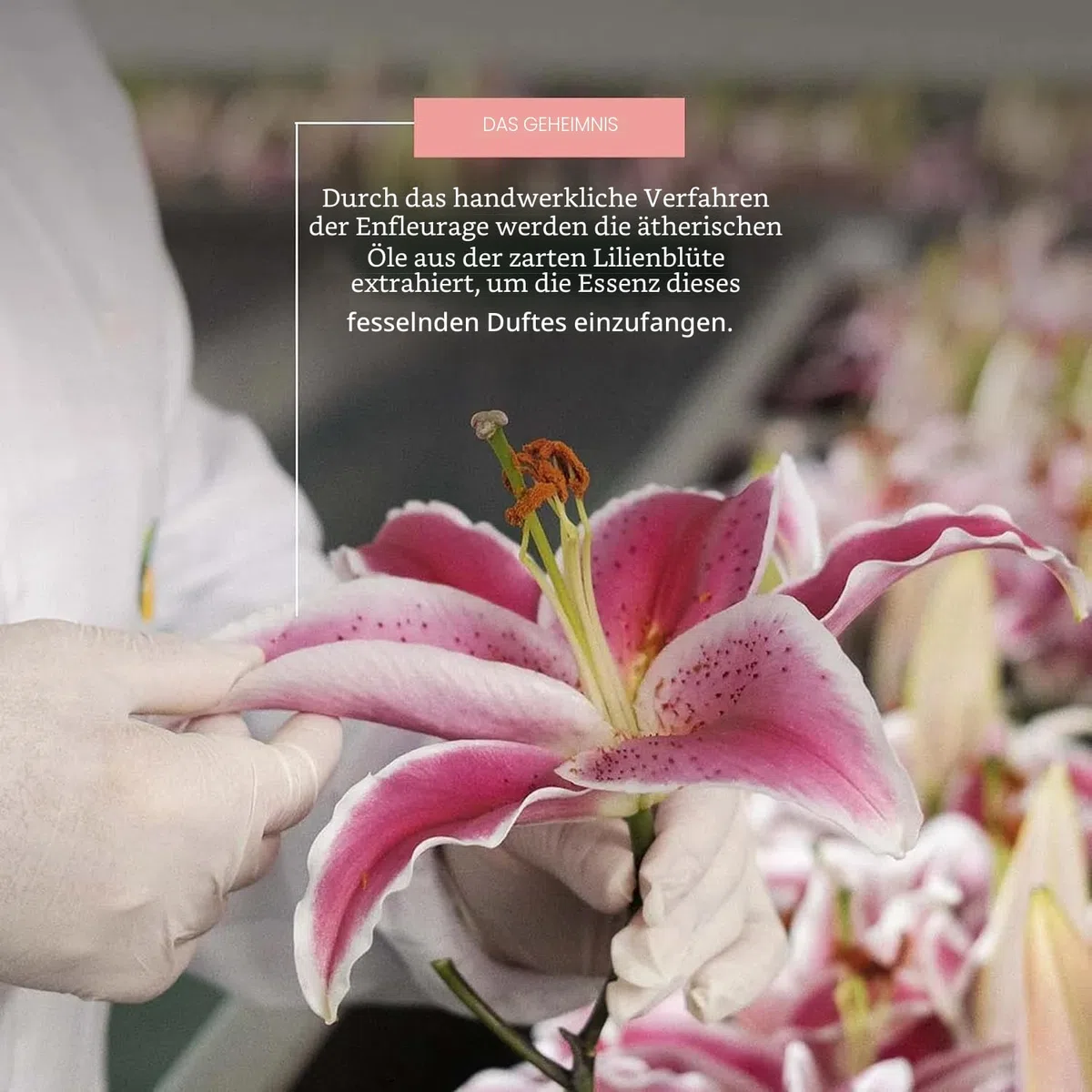 O Boticário Lily Geschenkset, Parfüm und Hautpflege mit 3 Produkten, Feuchtigkeitscreme für den Körper, 250 g, parfümiertes Körperöl 150 ml und Eau de Parfum EDP 75 ml